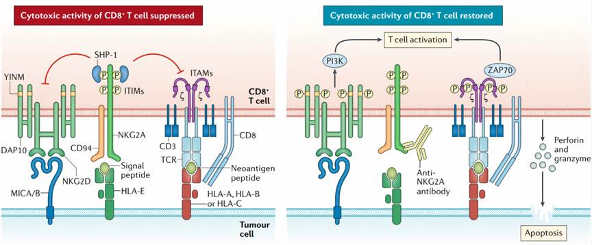 The immune regulatory checkpoint mediated by CD94/NKG2A-HLA-E. (Creelan, et al., 2019)
