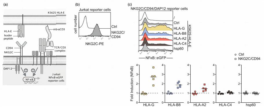 Interactions of NKG2A/CD94 complex with HLA-E participate in the NF-κB pathway. (Battin, et al., 2022)
