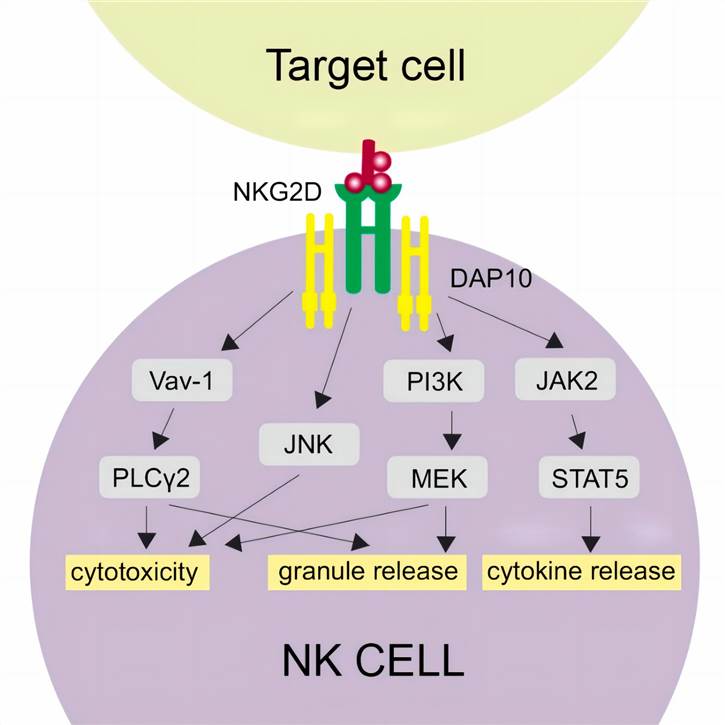 Initiation of NKG2D-associated signaling cascades. (Siemaszko, et al., 2021)