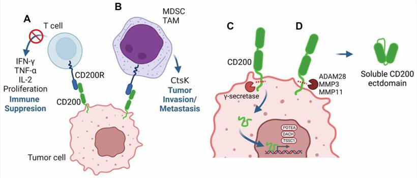 Diverse mechanisms contribute to CD200/CD200R pro-tumorigenic function. (Shao, et al., 2023)
