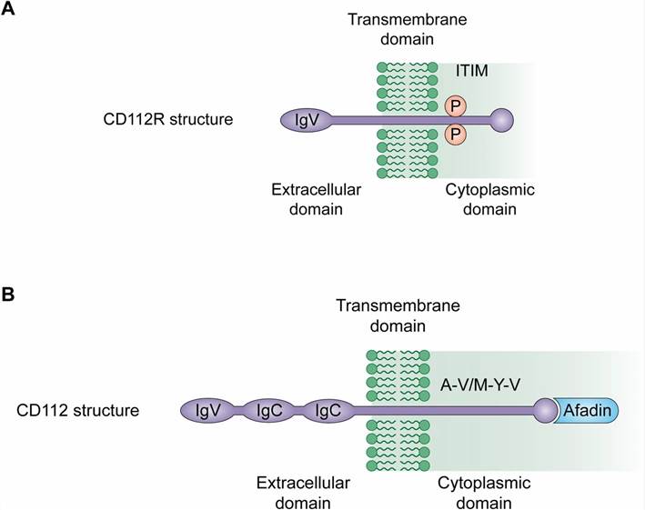 CD112R and CD112 structures. (Zeng, Taofei, et al., 2021)