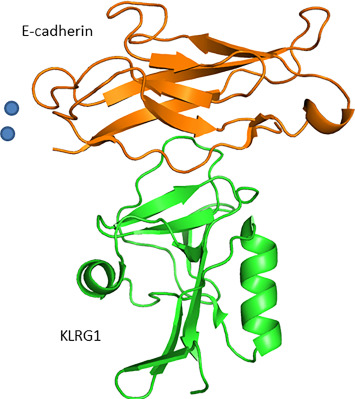 Structure of KLRG1 bound to the membrane-distal D1 domain of E-cadherin. (Rangarajan, et al., 2018)