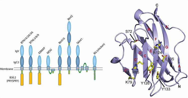Protein domain structure of BTN/BTNL molecules and model of BTN2A1-IgV. (Rhodes, et al., 2016)