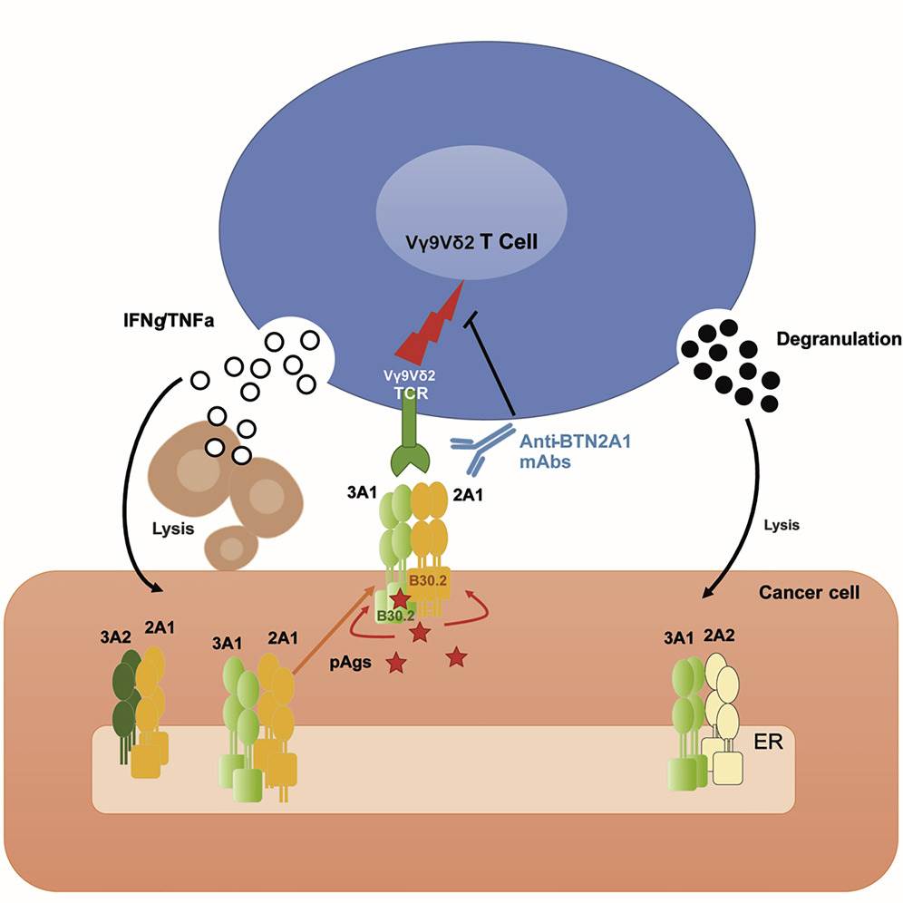 BTN2A in BTN3A-mediated Vg9Vd2 T cell cytotoxicity. (Cano, et al., 2021)