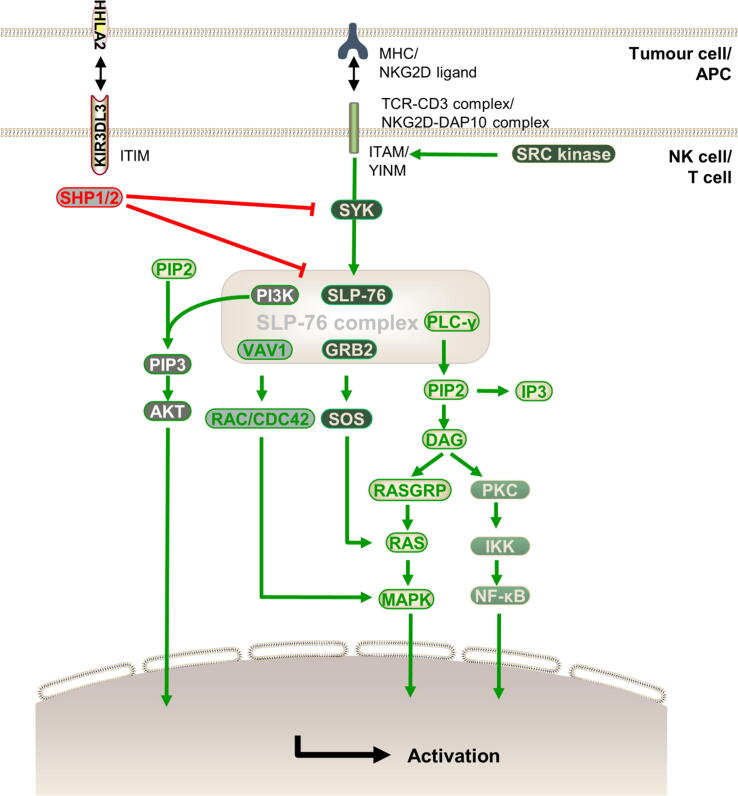 The intrinsic signalling cascades of the HHLA2-KIR3DL3 pathway. (Yang, et al., 2023)