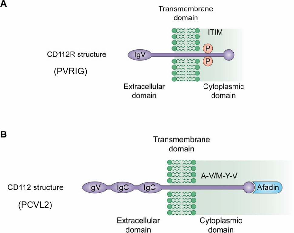 PVRIG and PCVL2 structures. (Taofei, et al., 2021)
