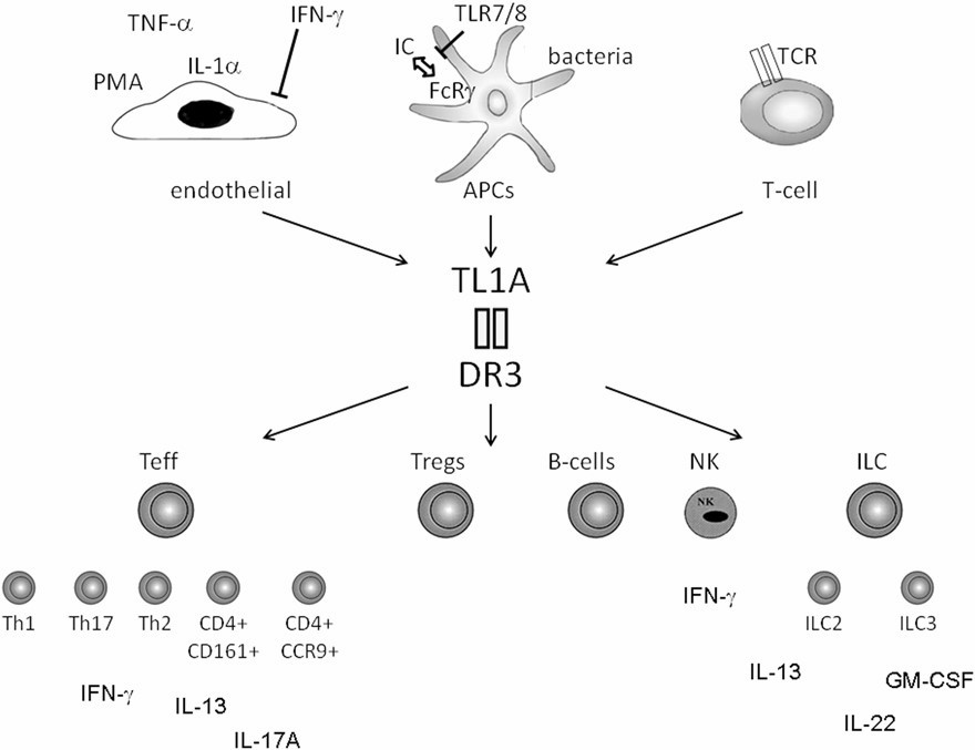 DR3 and TL1A pathway regulation and function. (Siakavellas, et al., 2015)