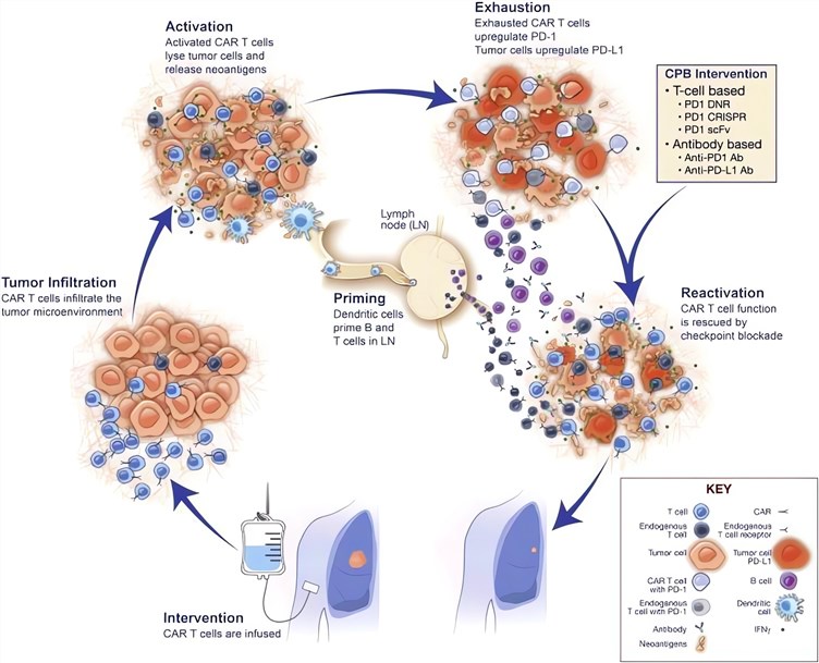 Strategies for rescuing CAR-T cell exhaustion through checkpoint blockade interventions. (Grosser, et al., 2019)