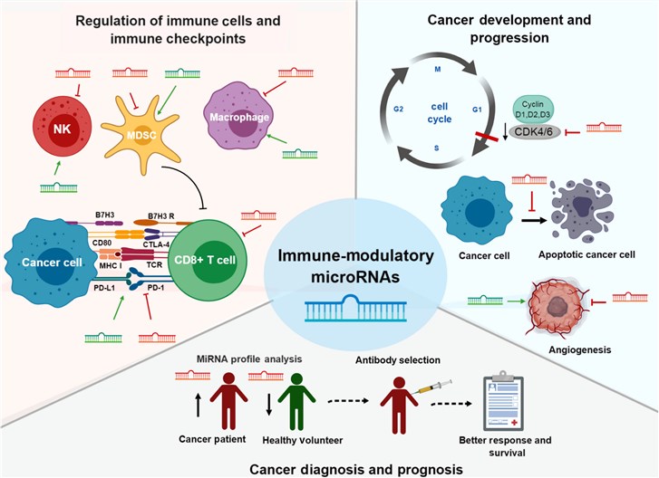The involvement of immuno-modulatory miRNAs in orchestrating immune cell functions, immune checkpoint control, oncogenesis, progression, and diagnostic implications in cancer. (Omar, et al., 2019)