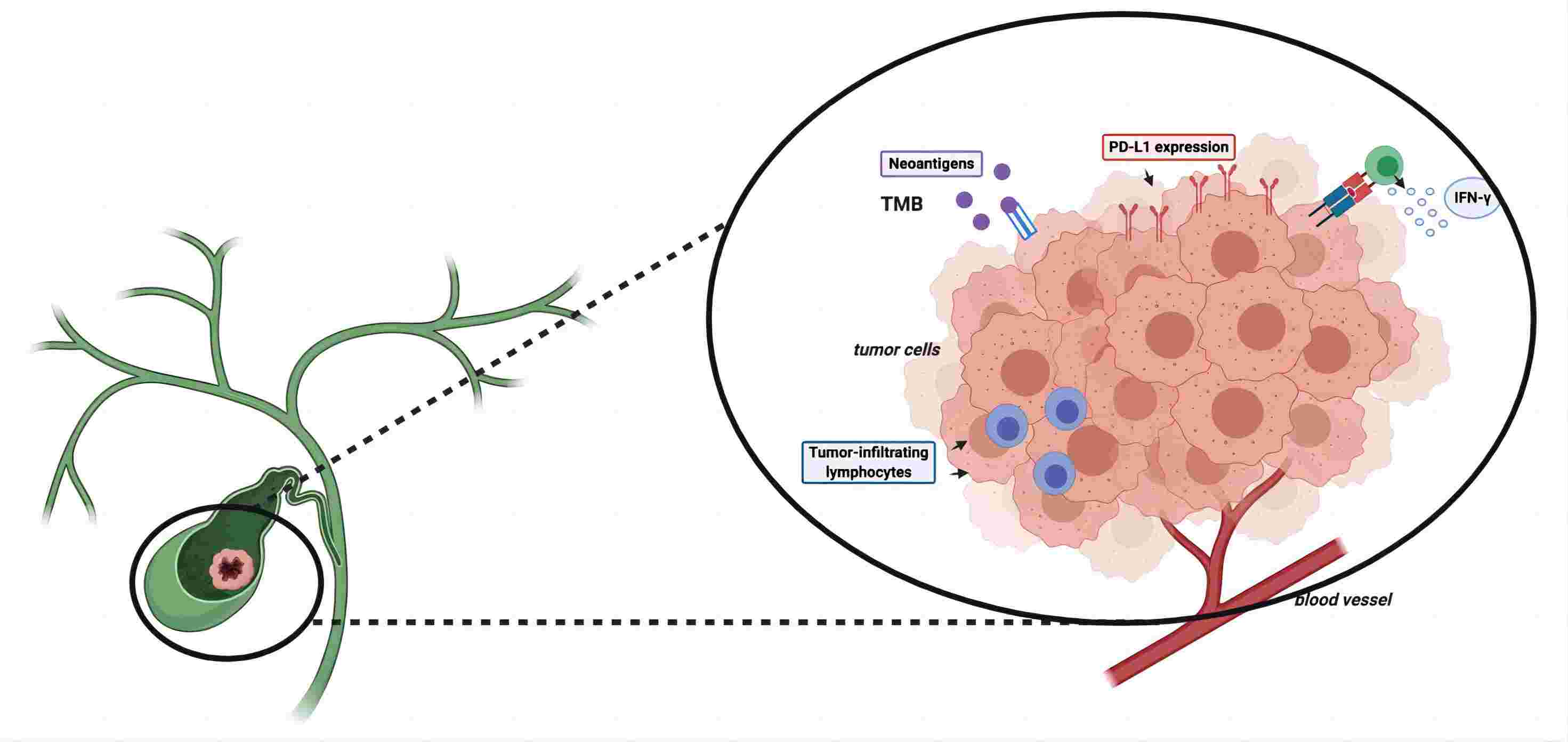 Diagram illustrating potential immune checkpoint inhibitor (ICI) response biomarkers. (Rizzo, et al., 2021)