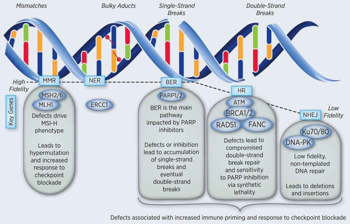 Fig.2: DNA damage repair. (Stewart, et al., 2018)
