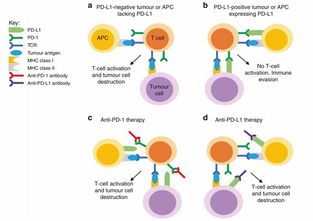 A schematic diagram illustrating anti-PD-1 antibodies. (Li, 2022)