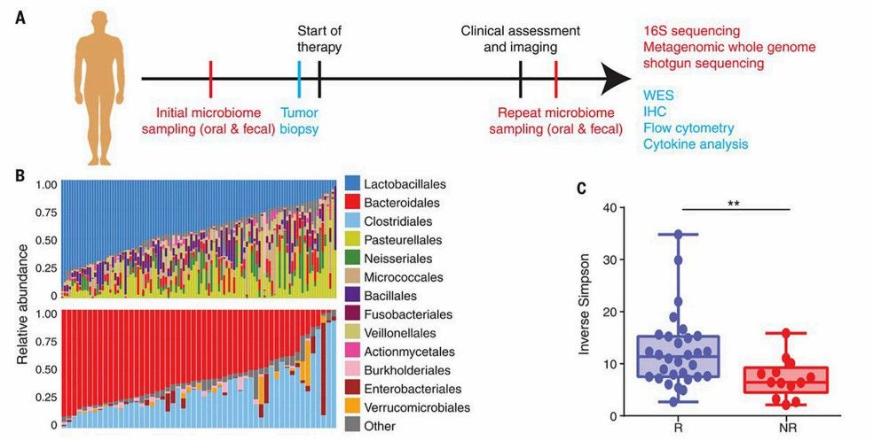 A certain correlation between patients' microbiome and the effect of anti-PD-L1. (Gopalakrishnan, et al., 2018)