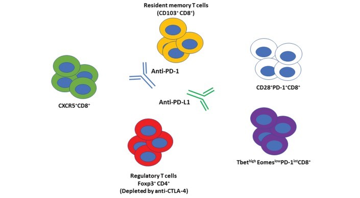 Anti-PD-1/PD-L1 and anti-CTLA-4 antibodies target immune cells. (Granier, et al., 2017)