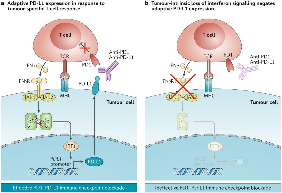 The role of interferons in adaptive programmed cell death 1 ligand 1 expression. (Kalbasi, et al., 2020)