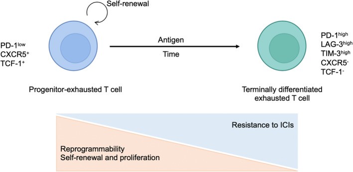 The continuous procedure of T cell exhaustion. (Nagasaki, et al., 2022)