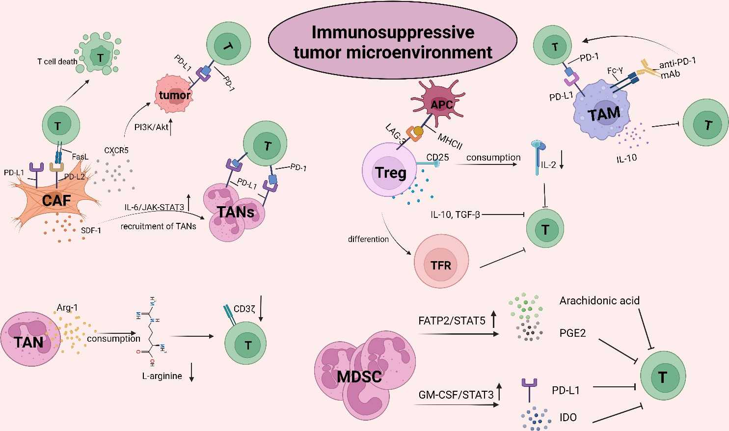 The interaction of CD8+T cells with other suppressive cells in the TME. (Zhou, et al., 2022)