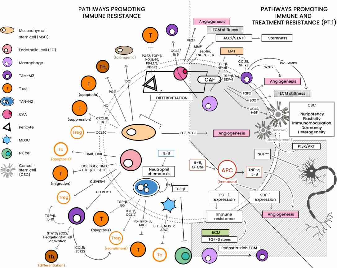 Illustrating the Diverse Cellular Landscape of the TME. (Khalaf, et al., 2021)