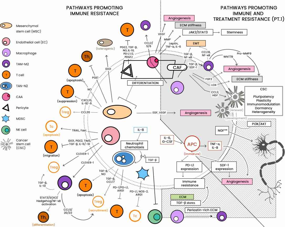 A schematic diagram of the diverse cellular landscape of the TME. (Khalaf, 2021)