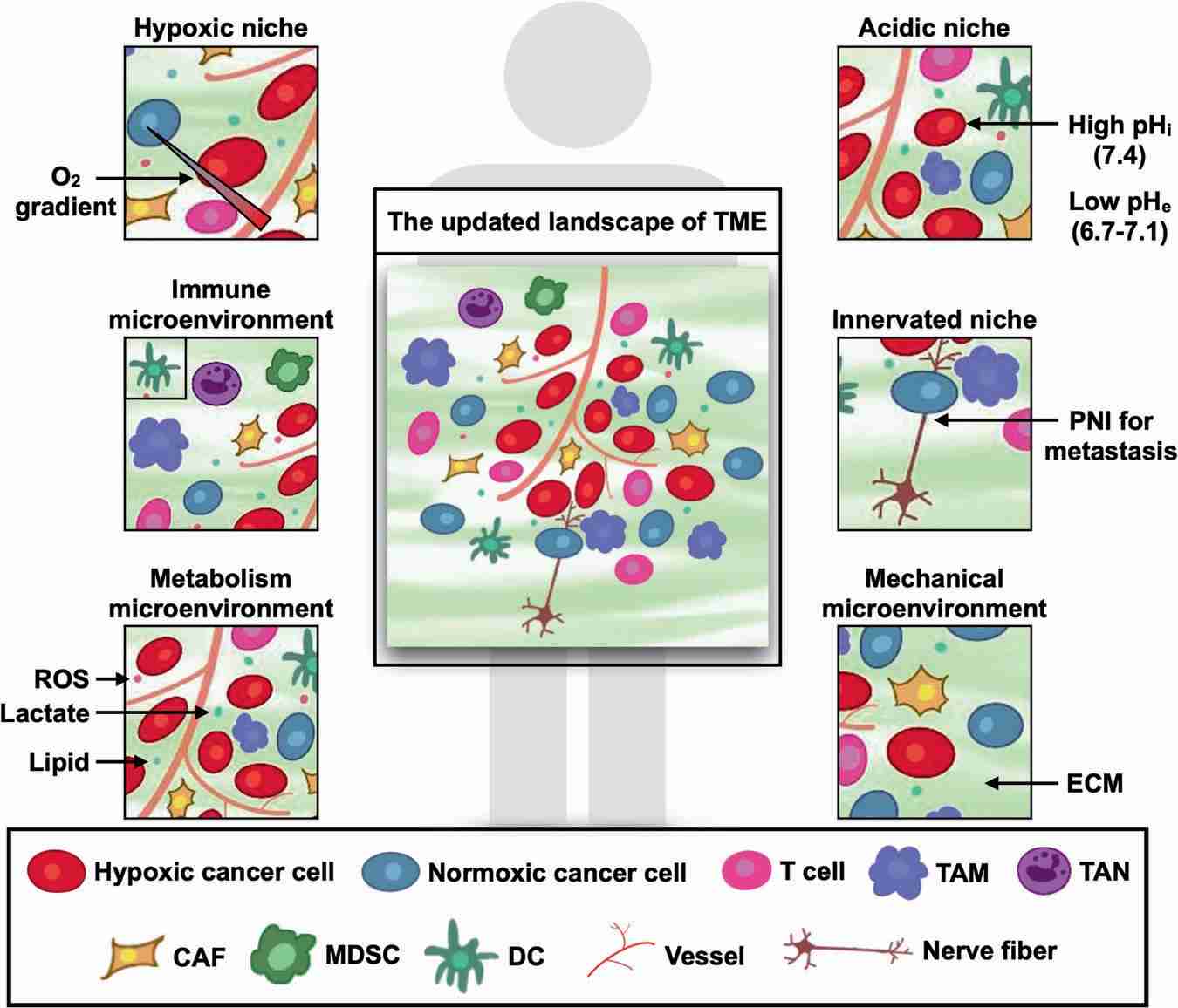 Revisiting the evolving terrain of the TME. (Jin, et al., 2021)