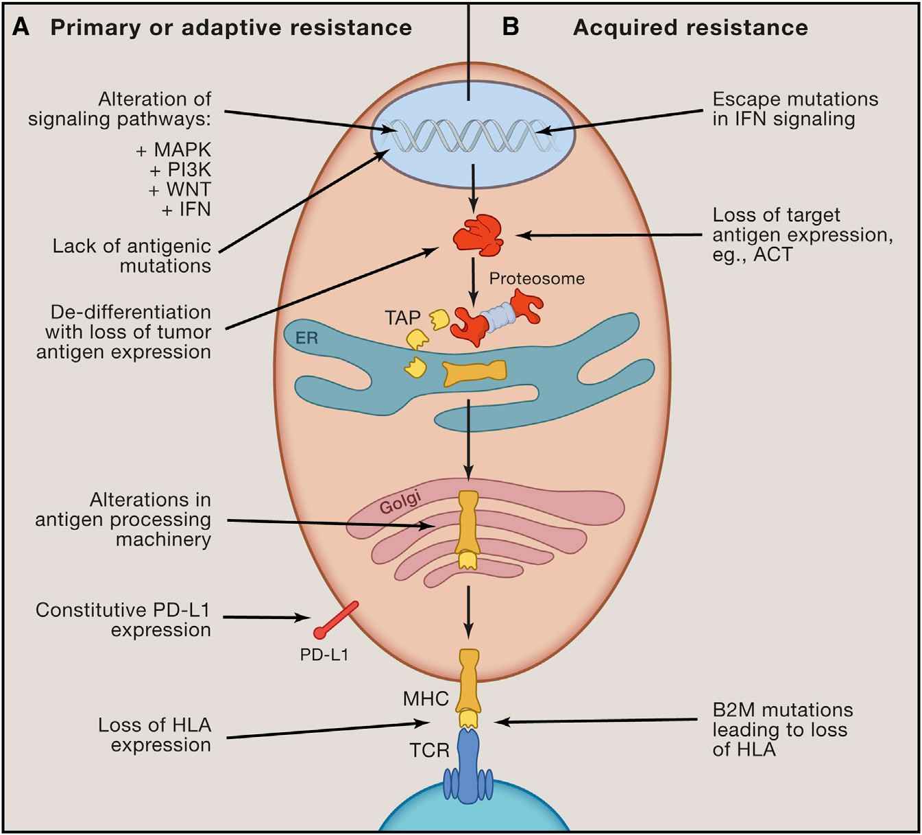 Recognized inherent mechanisms of immunotherapy resistance. (Sharma, et al., 2019)