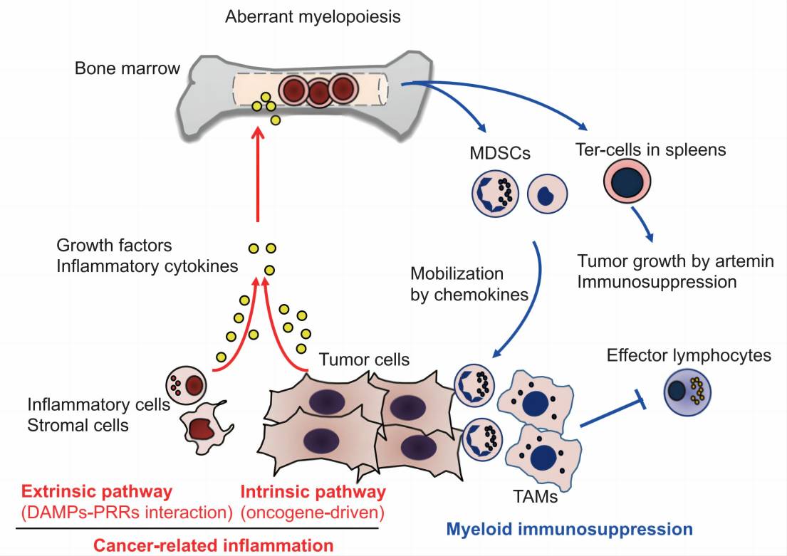The connection between cancer-associated inflammation and myeloid-mediated immunosuppression. (Nakamura, et al., 2020)