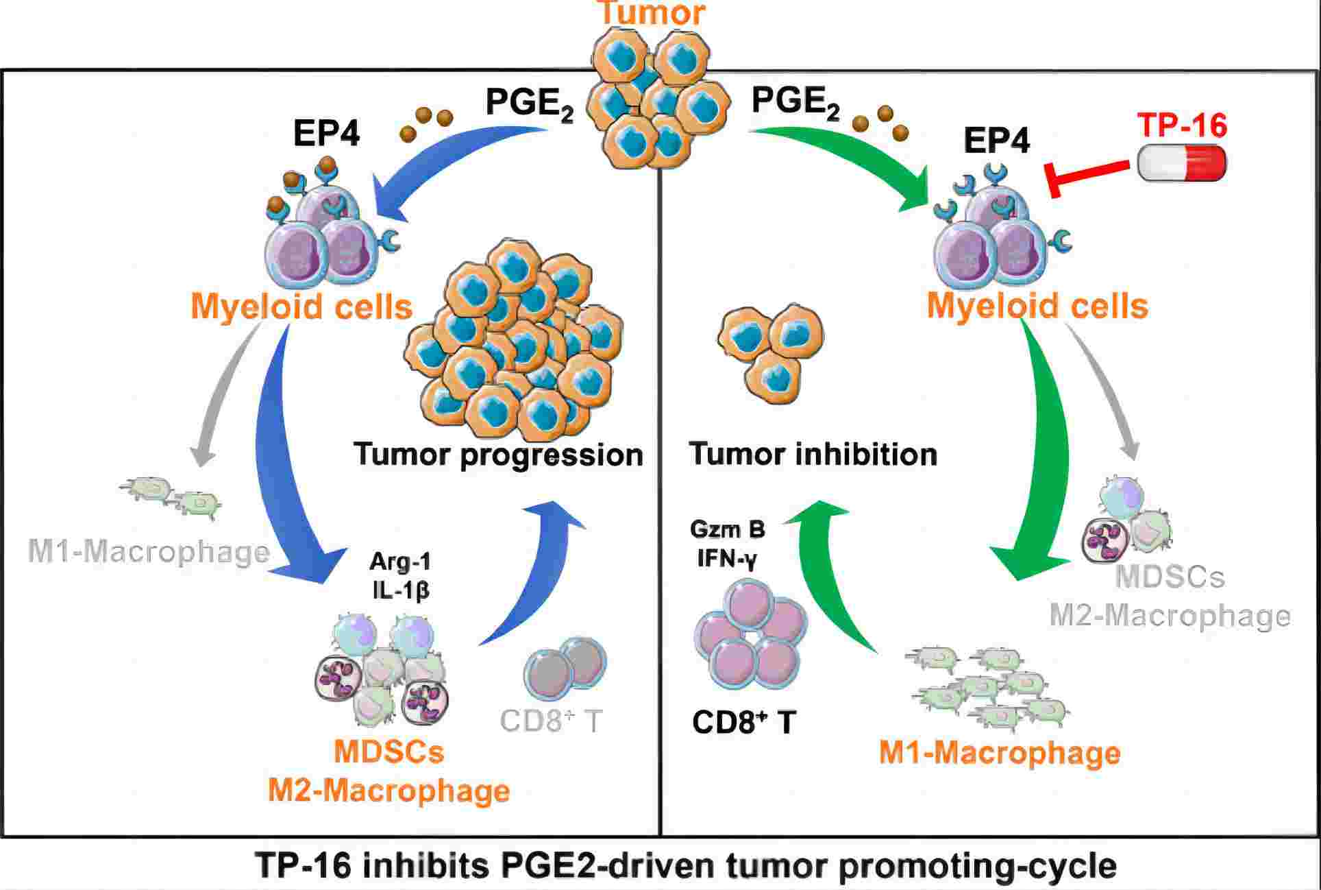 Enhancing colorectal cancer immunotherapy through reprogramming of IMCs. (Lu, et al., 2021)