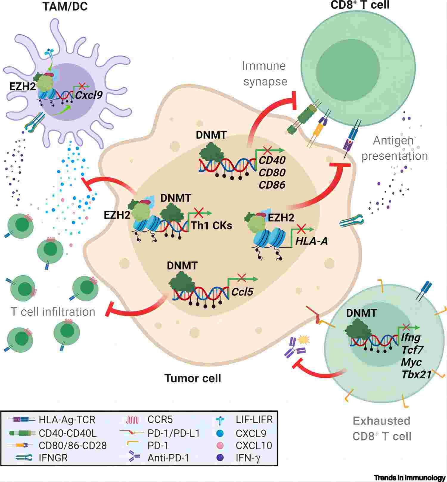 Epigenetic insights into the tumor microenvironment: implications for cancer immunotherapy. (Villanueva, et al., 2020)