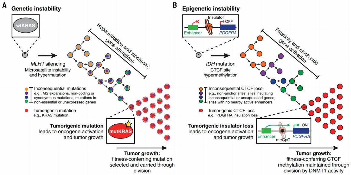 Evolution of genetic and epigenetic alterations in cancer. (Flavahan, et al., 2017)