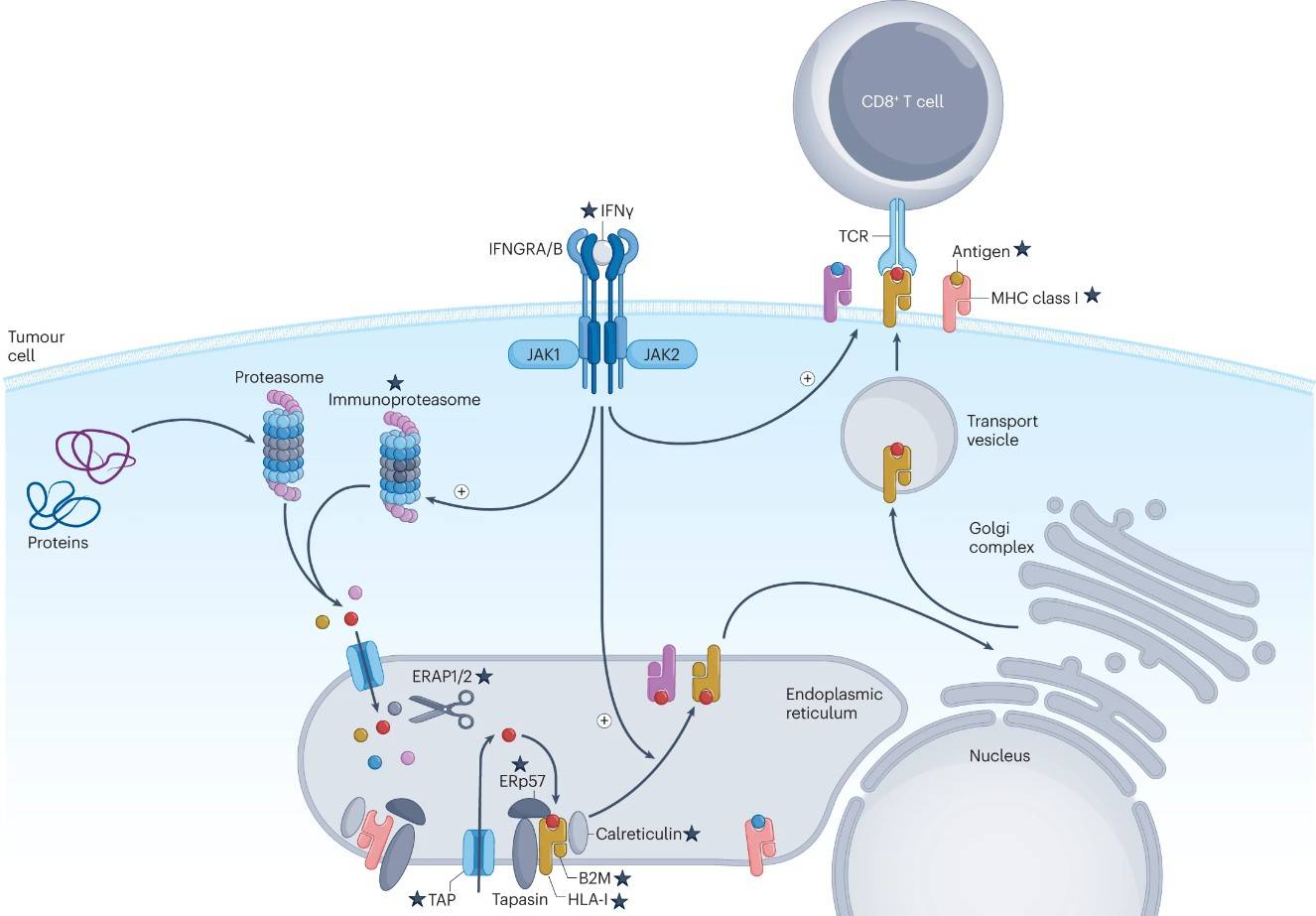 Antigen procession and presentation machinery in tumor cells. (Yang, et al., 2023)