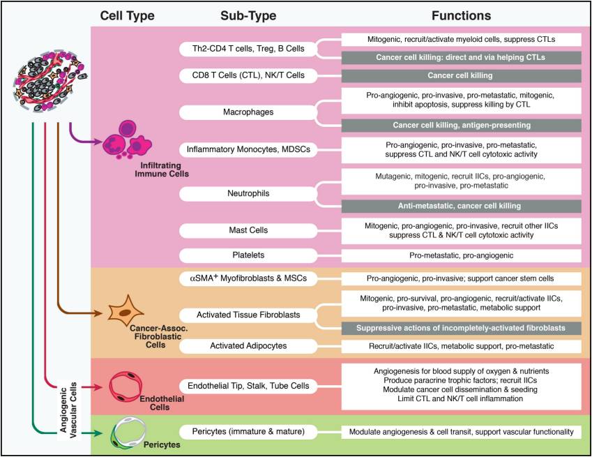 Multiple stromal cell types and subcell types of the TME. (Hanahan, et al., 2012)
