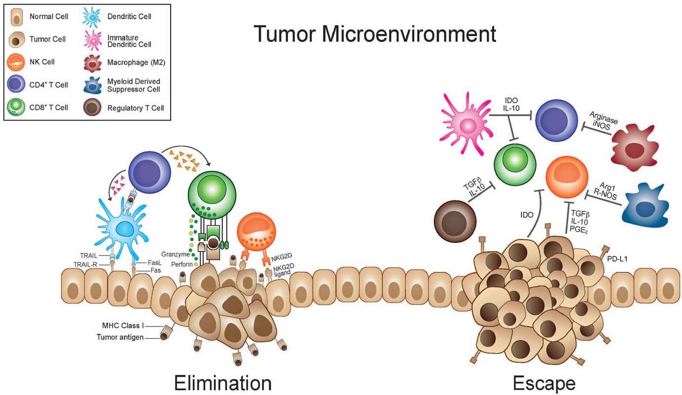 TME and antigen loss mediate tumor escape. (Monjazeb, et al., 2013)