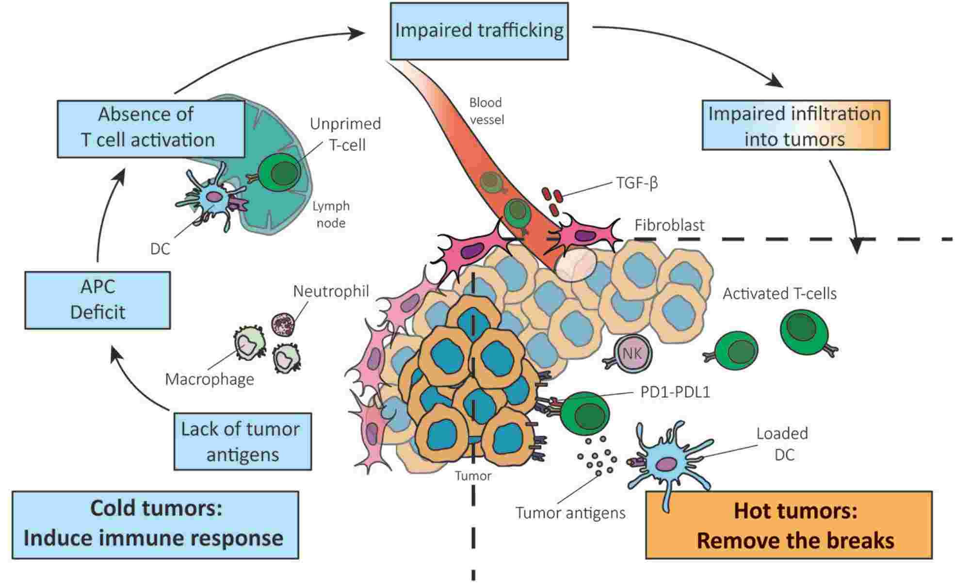 Contributing factors of T cell infiltration declination. (Bonaventura, et al., 2019)