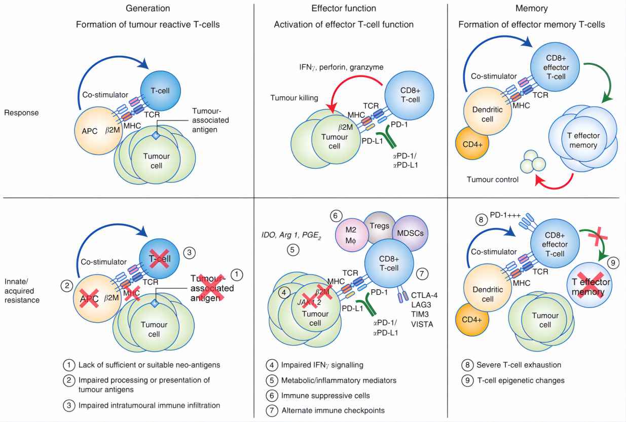 Response and resistance in the face of immune checkpoint inhibitor (ICI) therapy. (Jenkins, et al., 2018)