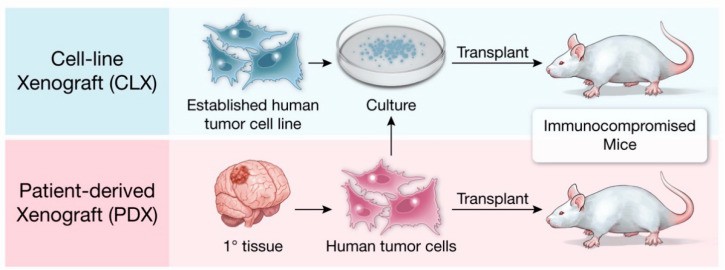 A schematic diagram illustrating methods to generate xenograft tumor mouse models. (Hicks, 2021)