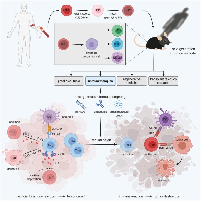 The function and establishment method of the human immune system mouse model. (Serr, et al., 2021)