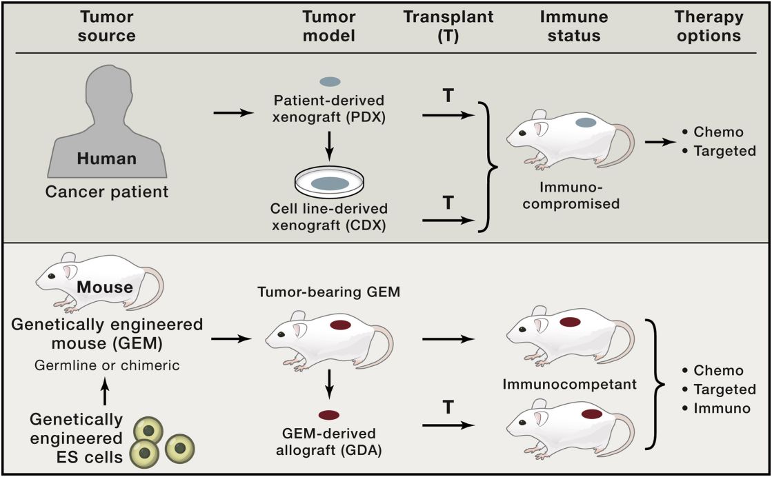 Mouse cancer modeling. (Day, et al., 2015)