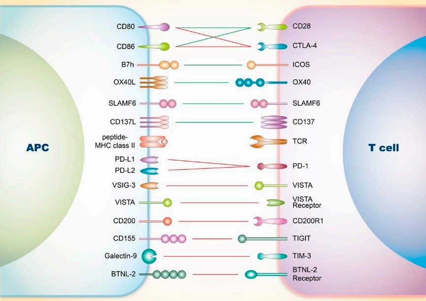 SLE and T cells. (Lu, et al., 2019)