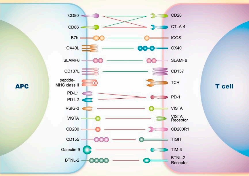 A schematic diagram of the SLE and T cells. (Lu, 2019)