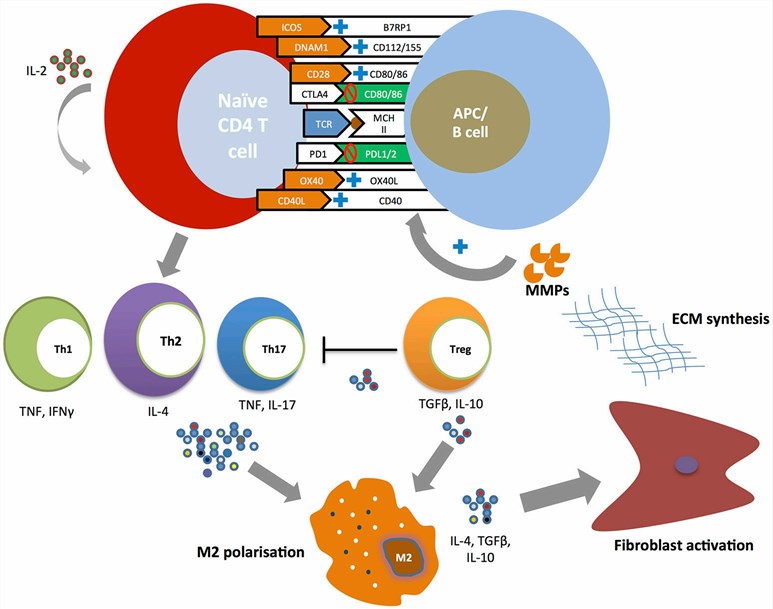 A schematic diagram of the costimulatory pathways. (Boleto, 2018)