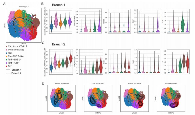 Increased expression of inhibitory checkpoint molecules by SF-infiltrating CD4+ T cells. (Vanni, et al., 2022)