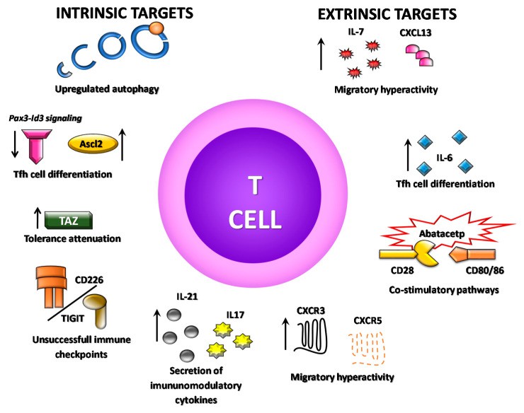 Several potential T cell alternative targets for SS therapy. (Ceeraz, et al., 2014)