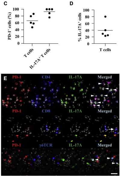 PD-1 expression on IL-17A+ T cells in patients with psoriatic skin. (Kim, et al., 2016)