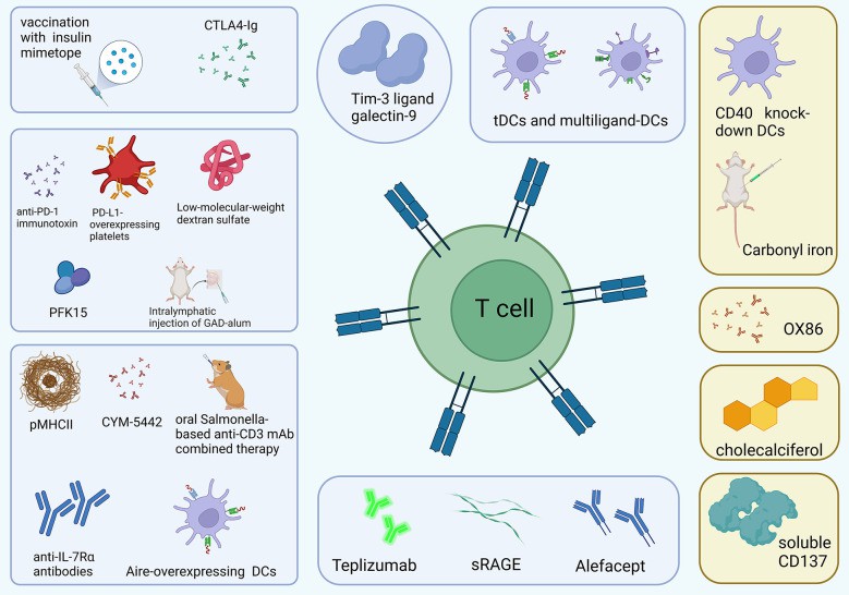 A schematic diagram of the T1D therapy works by controlling T cells. (Ding, 2023)