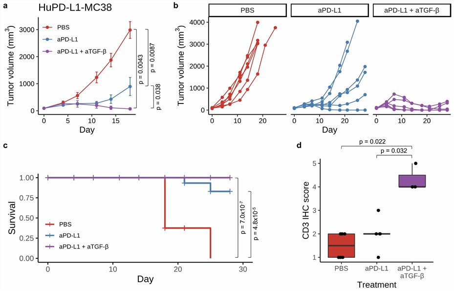 Combined therapy of anti-PD-L1 plus anti-TGF-β results in reduced tumor volume, increasing survival and T cell influx. (Lim, et al., 2021)