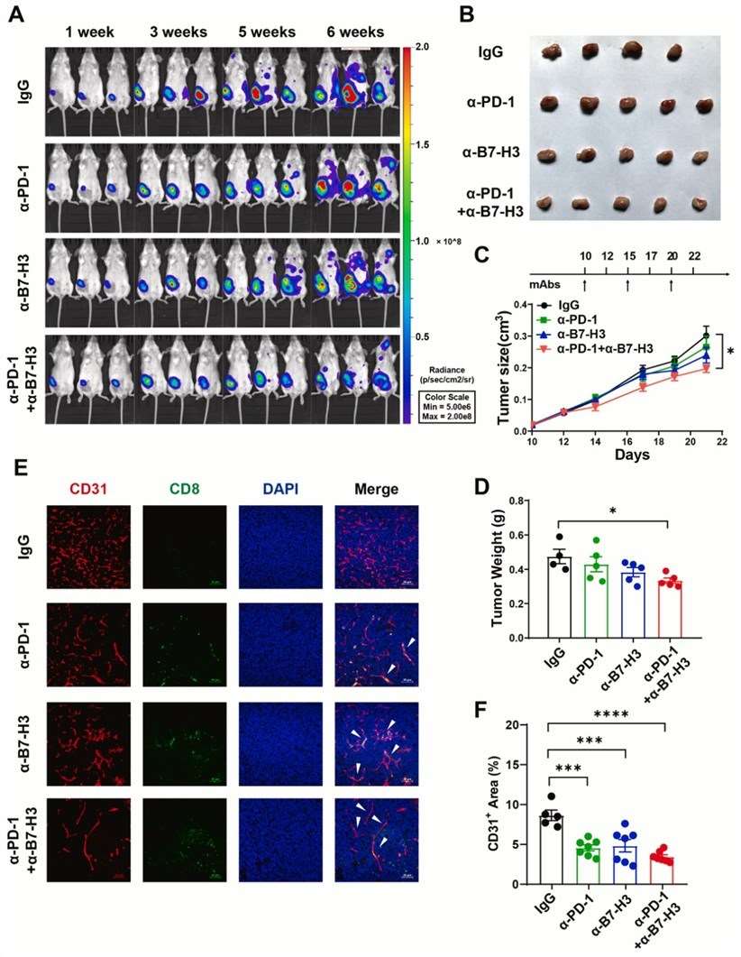 Combo of anti-B7-H3 plus anti-PD-1 reduces tumor growth, metastasis, and angiogenesis but enhances T-cell invasion. (Cheng, et al., 2021)