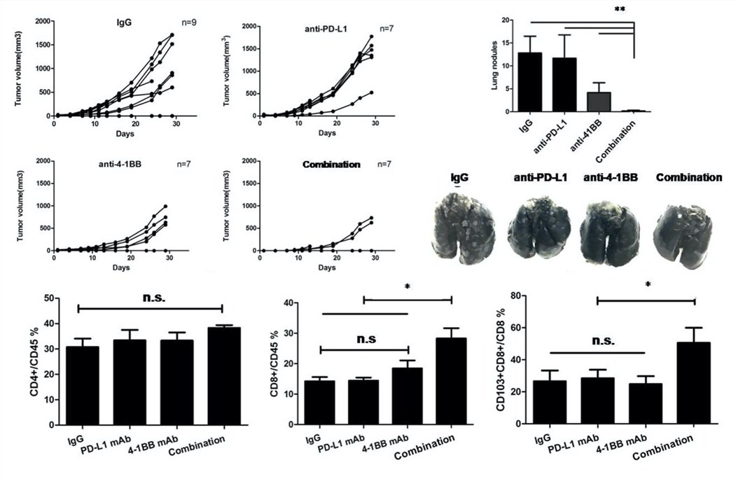 Combined treatments of anti-PD-L1 and anti-4-1BB obviously delay the tumor growth and enhance the CD8+ T cell infiltration. (Qu, et al., 2020)