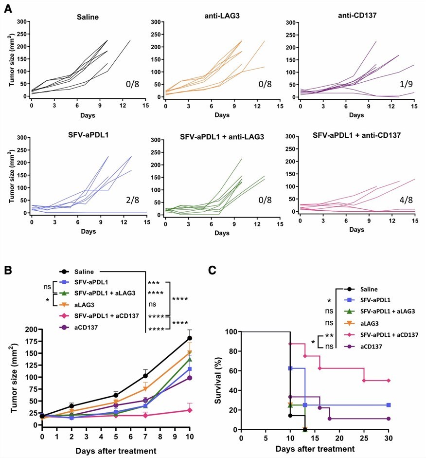 Anti-PD-L1-expressing SFV plus anti-CD137 highly decreases tumor growth and improves survival rate. (Ballesteros-Briones, et al., 2019)