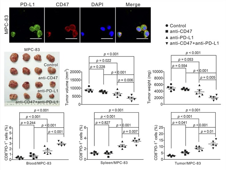 Enhanced inhibitory effect of anti-CD47 and anti-PD-L1 is observed when targeting the MPC-83-induced tumor model. (Pan, et al., 2019)