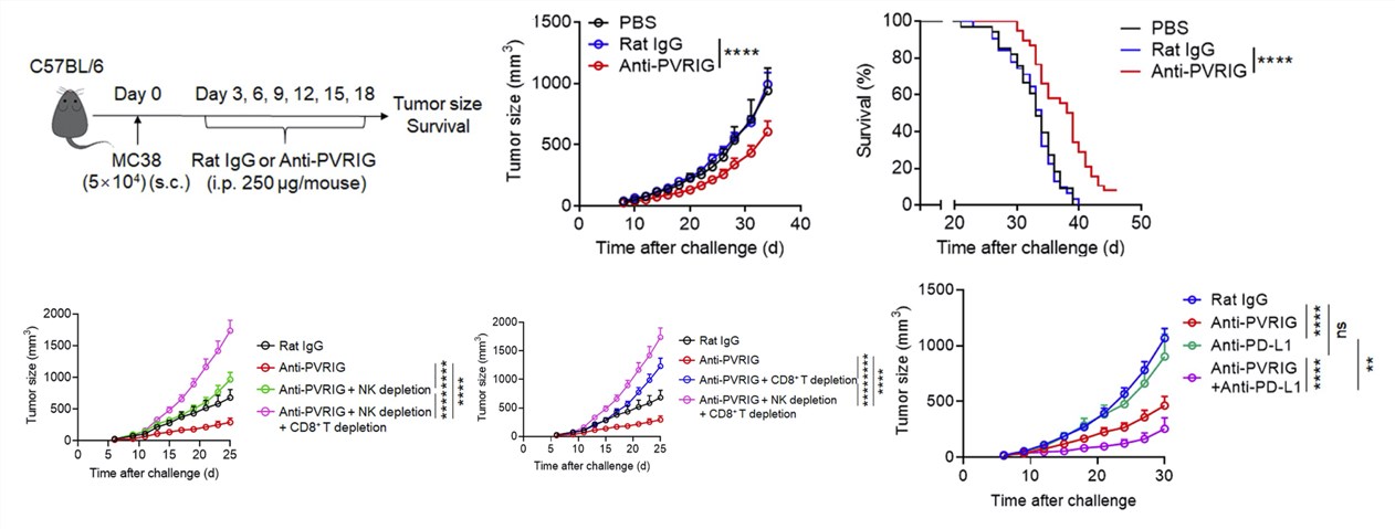 Combined treatment between anti-PVRIG and antibody of PD-1 ligand shows best tumor inhibition. (Li, et al., 2021)